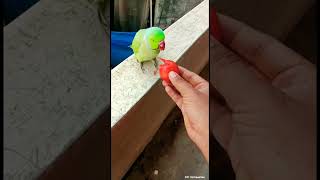 The parrot you need to meet in Toronto talking parrot 🦜🦜