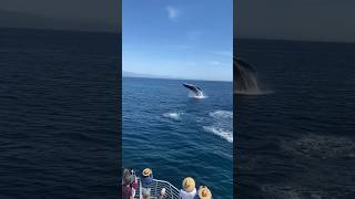 Humpback whale BREACHFEST! 🐋