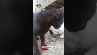 kucing lucu minta makan