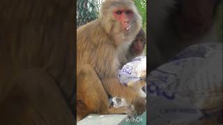 Food Crisis in Sundarbon | Money eating Puffed Rice #animals  #sundarbon  #monkey