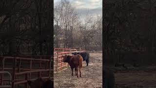 Wild turkeys going #wild #farmlife #nature #animals #cute #feelings #amazing #relaxing #short