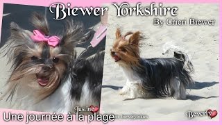 Une journée à la plage avec les Yorks et les Chihuahuas - Biewer Yorkshire