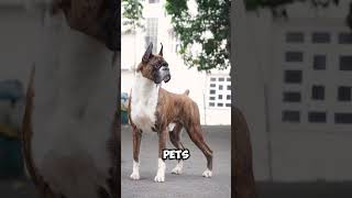 Boxer Dog #puppy #dogbreed #pets #boxerdog