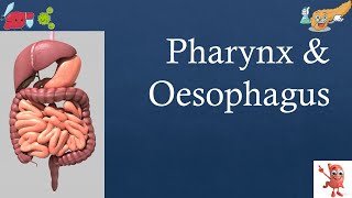 Pharynx & Oesophagus | Digestion | NEET Biology | 12th NCERT Decoded in Marathi