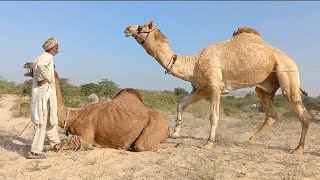 Camel running for meeting in desert hot.