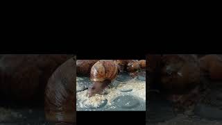 Baby African gaint african snail eating #shorts