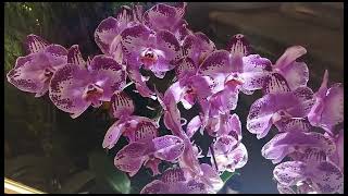 Viewing Flowers #macau