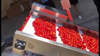 Tomato Washing and Cleaning Machine