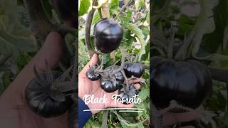 Black Tomato | Exotic Vegetable | #shorts  #urbangardening #tomato #tomatoes #vegetables #exotic