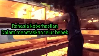 Pengelapan telur bebek agar mudah menetas