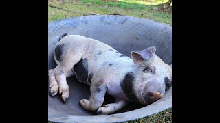 Viral Food Eating Pig Intestine Without Cooking