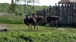 Columbus Zoo Ostrich - Ostriches With Zebras and Kudus