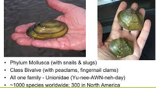 Freshwater Mussels of Ontario with Sarah Richer | 10 Feb 2020