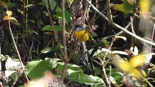 Golden Breasted Fulvetta