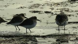 Homer Harbor Shorebirds