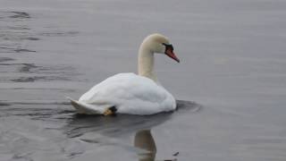 Лебідь шипун / Mute Swan (Cygnus olor)