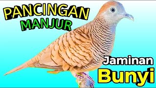 PERKUTUT LOKAL GACOR suara kecil - MENGUNDANG BUNYI SEMUA JENIS BURUNG PERKUTUT (PASTI NYAUT)