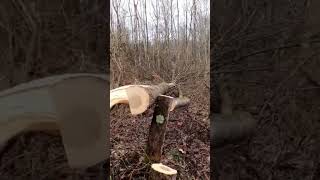 Getting more sunlight on the ground = more hardwood regeneration #shorts #whitetailhabitat #hunting