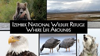 Izembek National Wildlife Refuge: Where Life Abounds (with Audio Description)