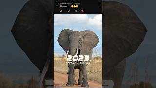 2023 Elephant 🐘🐘 vs 5000 bce Elephant 🐘🐘 #viral #shorts