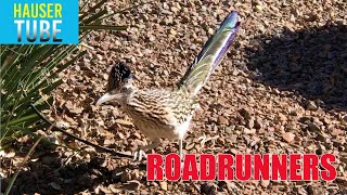 Roadrunners in Arizona