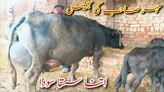 Top class buffalo|nille Ravi ke Buffalo|top milking buffalo|top World biggest buffalo