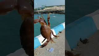 Apa nama hewan laut satu ini??#vidioshort #mancing #viralvideo