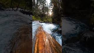 Soothing Sounds of the Forest - Peaceful video #short