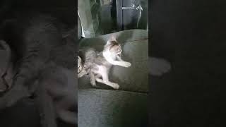 Cleaning😺 #mycats #catlover #shortsvideo #cutecats #shortsfeed #pusa #shorts #kittens