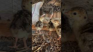 My first ever turkey chicks