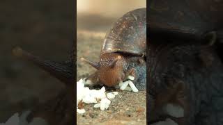 snail eating food