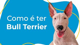 COMO É TER UM BULL TERRIER: COMPORTAMENTO, CUIDADOS ESSENCIAIS E CURIOSIDADES