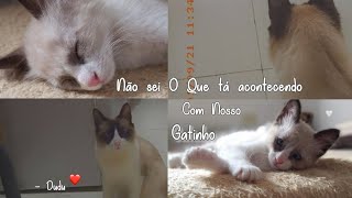 Devolvemos O gatinho + Acho que o Dudu tá dodói 💔💔💔😭😭😭