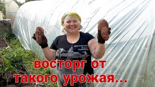 Эксперемент с картофелем удался!!! Урожай на зависть соседям...