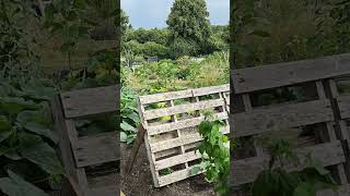 Allotment summer 2024