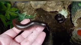 Meet Giant Millipedes! The Bear Grylls Adventure Birmingham Fear Zone Has Some Amazing Animals.