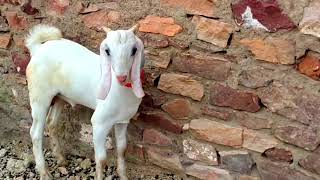 Qurbani goats ful quality pink skin sojat goats. Adante goats breeding setup. Pipar. Pink female