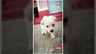 Cute Dog walking ☺️ #trending #shorts2023 #cutedog #dogs #pets