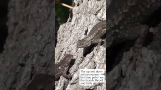 Western Fence lizard doing pushups to impress a female #shorts