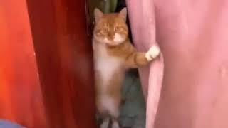 Vídeos de risa de gatos. ¿Has llamado tú a la puerta?