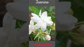 "Jasmine Flowers: Beauty in Symbolism"  #jasmine #flower #shorts