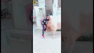 New best funny video l snack funny video l with bull