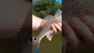 I’ve never seen a redfish tail so blue in my life #fishing #florida #outdoors