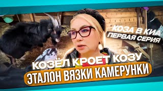 Козел кроет козу. Эталон вязки камерунки.