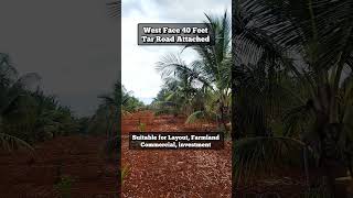 50 GUNTA COCONUT FARM LAND SALE IN BIDADI CITY, NEAR BENGALURU, CHARAN 7338474634, 18 KM KENGERI.