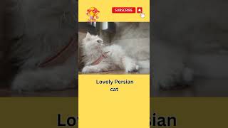 Little lovely kittie #shorts #youtubeshorts #love #pet #petlover #persian #persiancat