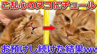 【2ch動物スレ】ヌコにチュールをお預けし続けた結果 → ネッコさん泣き出してしまうwwwww