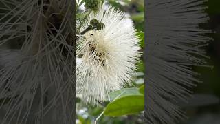 Lebbeck palant flowers || Home Gardening | #gardening #flowers #youtubeshorts