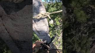 Best #treework on YouTube lol #rigging #shorts