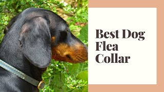 Best Dog Flea Collar